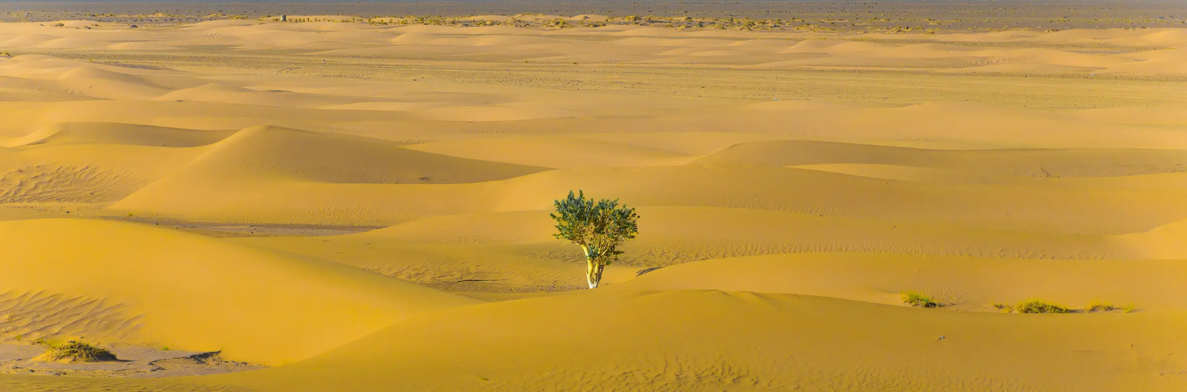 Desert landscape with a single tree